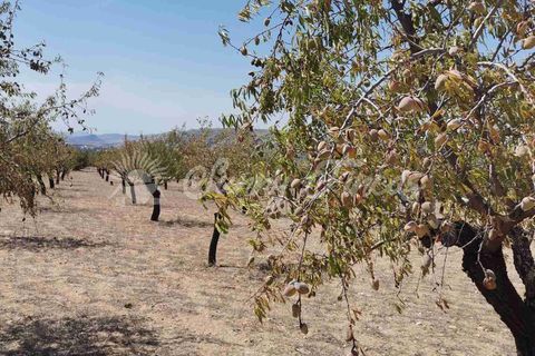 Terra a Biar, Alicante, Biar - € 49.995 | Ref: SF0427 - foto 8